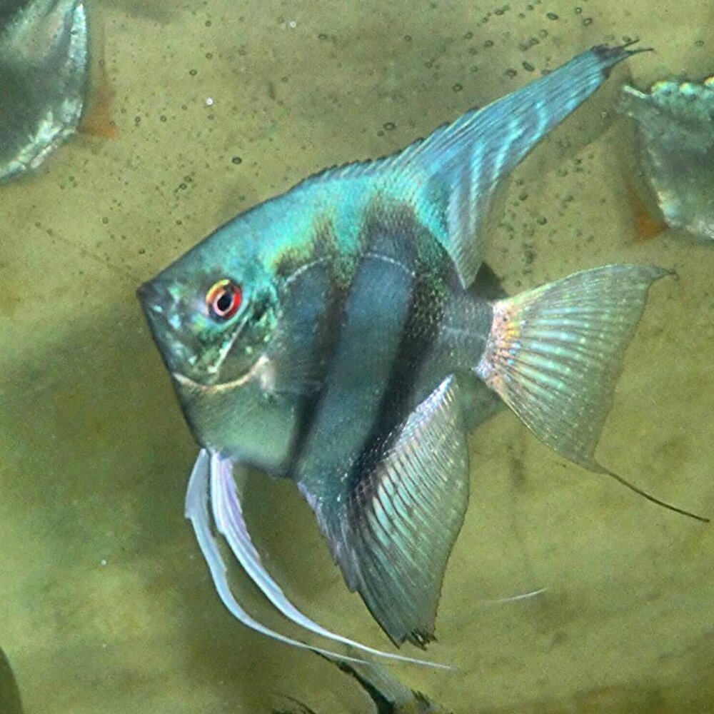 Pterophyllum scalare blauw pinoy