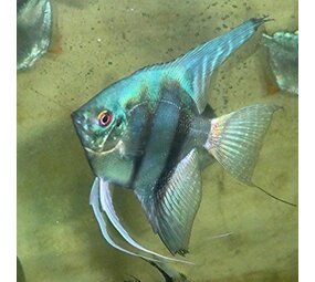 Pterophyllum scalare blauw pinoy