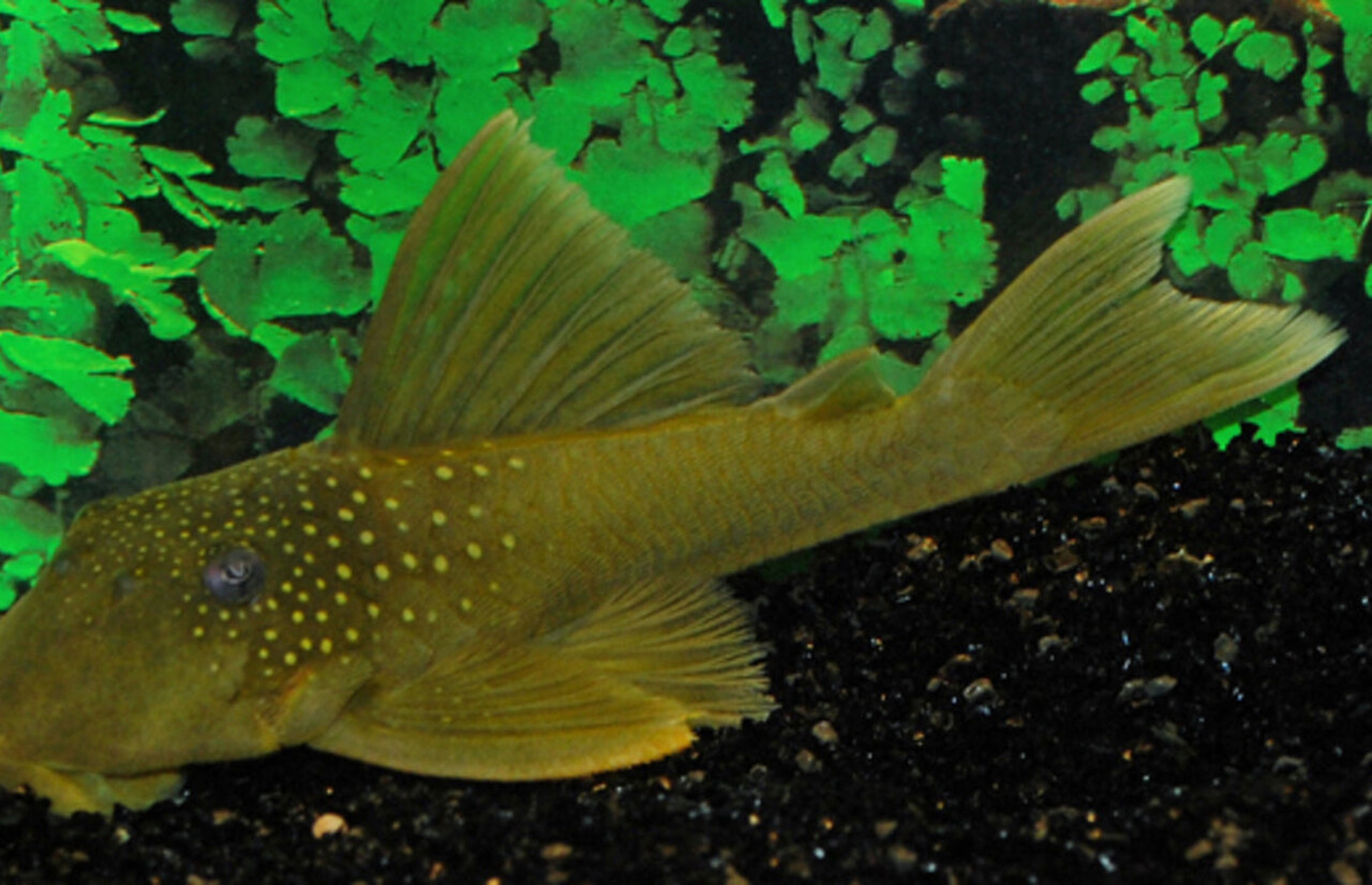 Ancistrus green phantom L200 Ancistrus green phantom L200