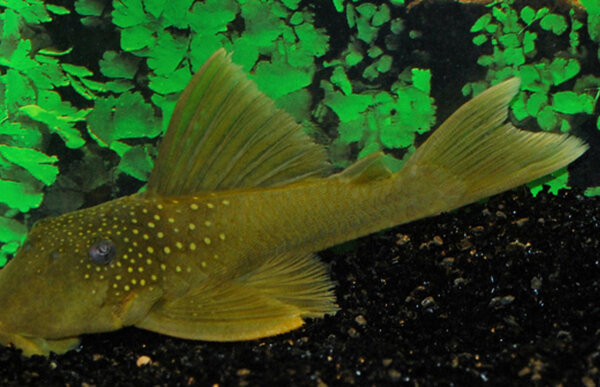 Ancistrus green phantom L200 Ancistrus green phantom L200