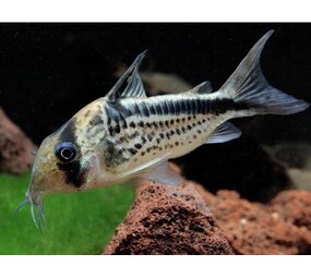 Corydoras Loxozonus