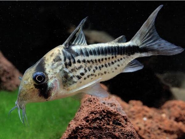 Corydoras Loxozonus Corydoras Loxozonus