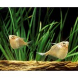 Gastropleces sternlica Gastropleces sternlica