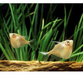 Gastropleces sternlica