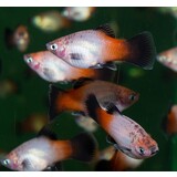 Xipho. Maculatus zilverzalm