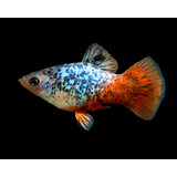 Xiphophorus Maculatus Calico Xiphophorus Maculatus Calico