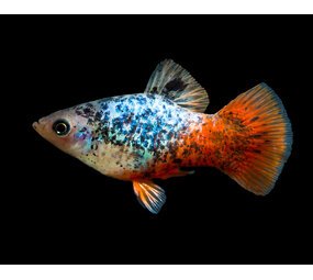 Xiphophorus Maculatus Calico Xiphophorus Maculatus Calico