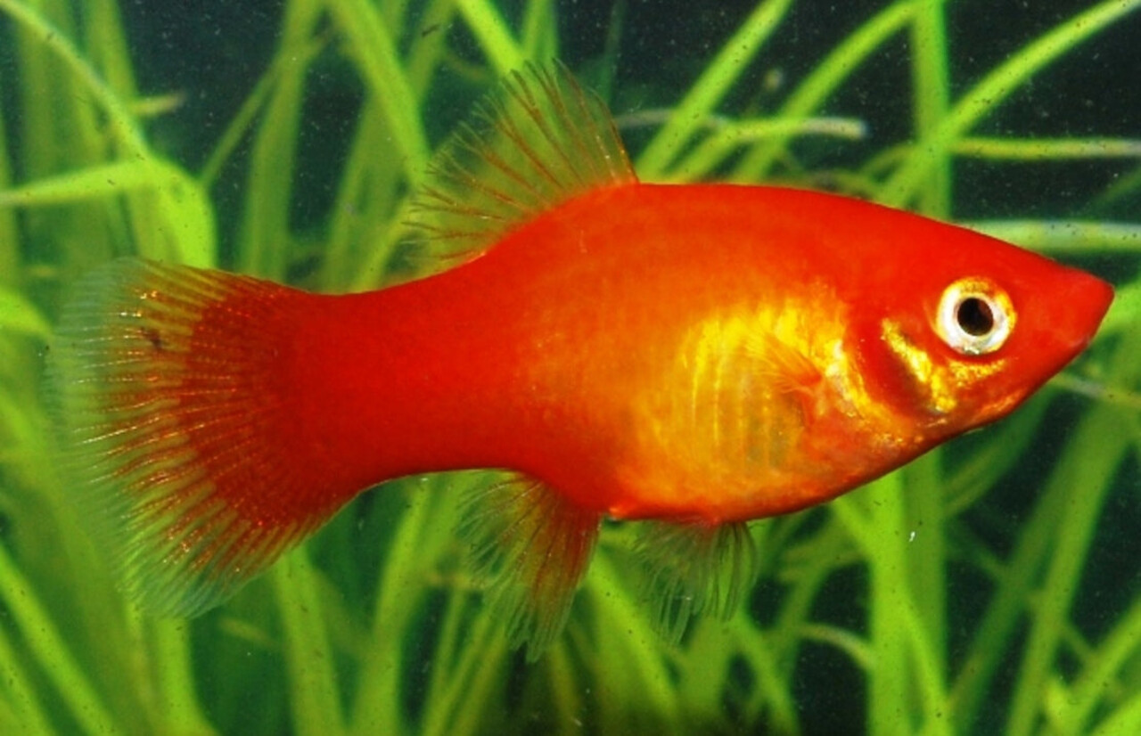 Xiphophorus Maculatus Rood Xiphophorus Maculatus Rood