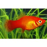 Xiphophorus Maculatus Rood