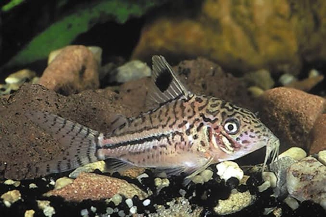 Corydoras Leopardus Corydoras Leopardus