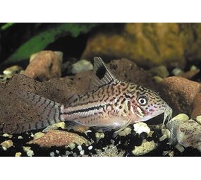 Corydoras Leopardus
