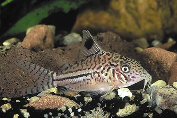 Corydoras Leopardus Corydoras Leopardus