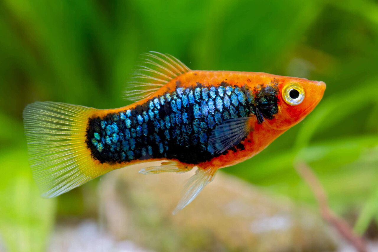 Xiphophorus Maculatus Tuxedo