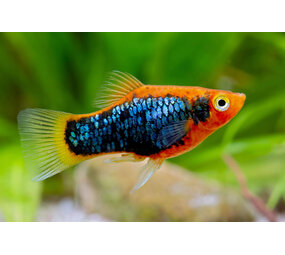 Xiphophorus Maculatus Tuxedo