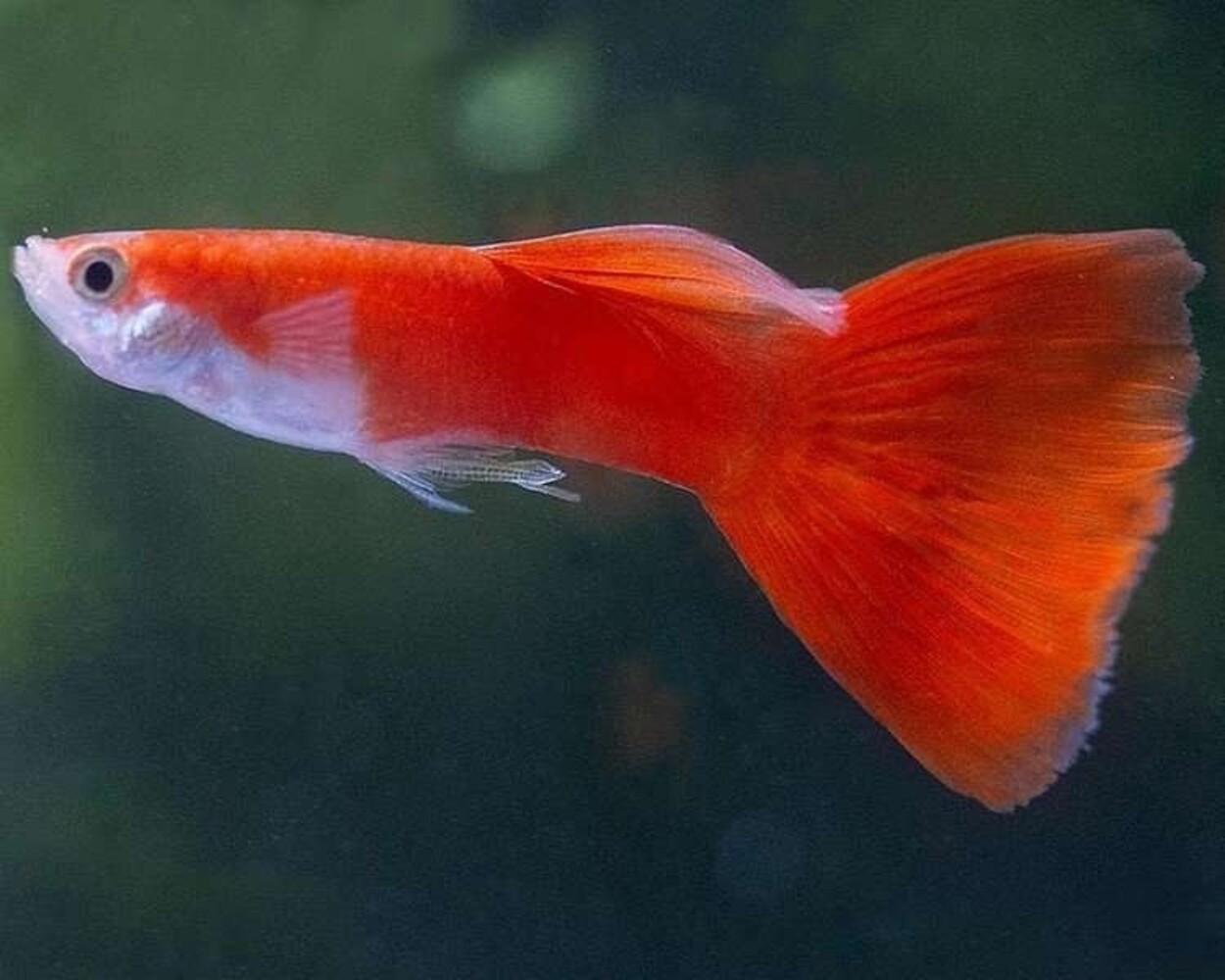 Poecilia Reticulata Flamingo red Poecilia Reticulata Flamingo red