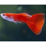 Poecilia Reticulata Flamingo red Poecilia Reticulata Flamingo red
