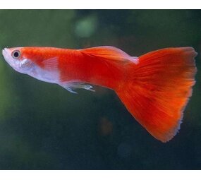 Poecilia Reticulata Flamingo red