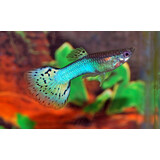 Poecilia Reticulata blue grass Poecilia Reticulata blue grass