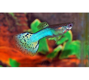 Poecilia Reticulata blue grass Poecilia Reticulata blue grass