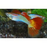 Poecilia Reticulata sunset Poecilia Reticulata sunset