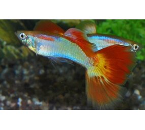 Poecilia Reticulata sunset Poecilia Reticulata sunset