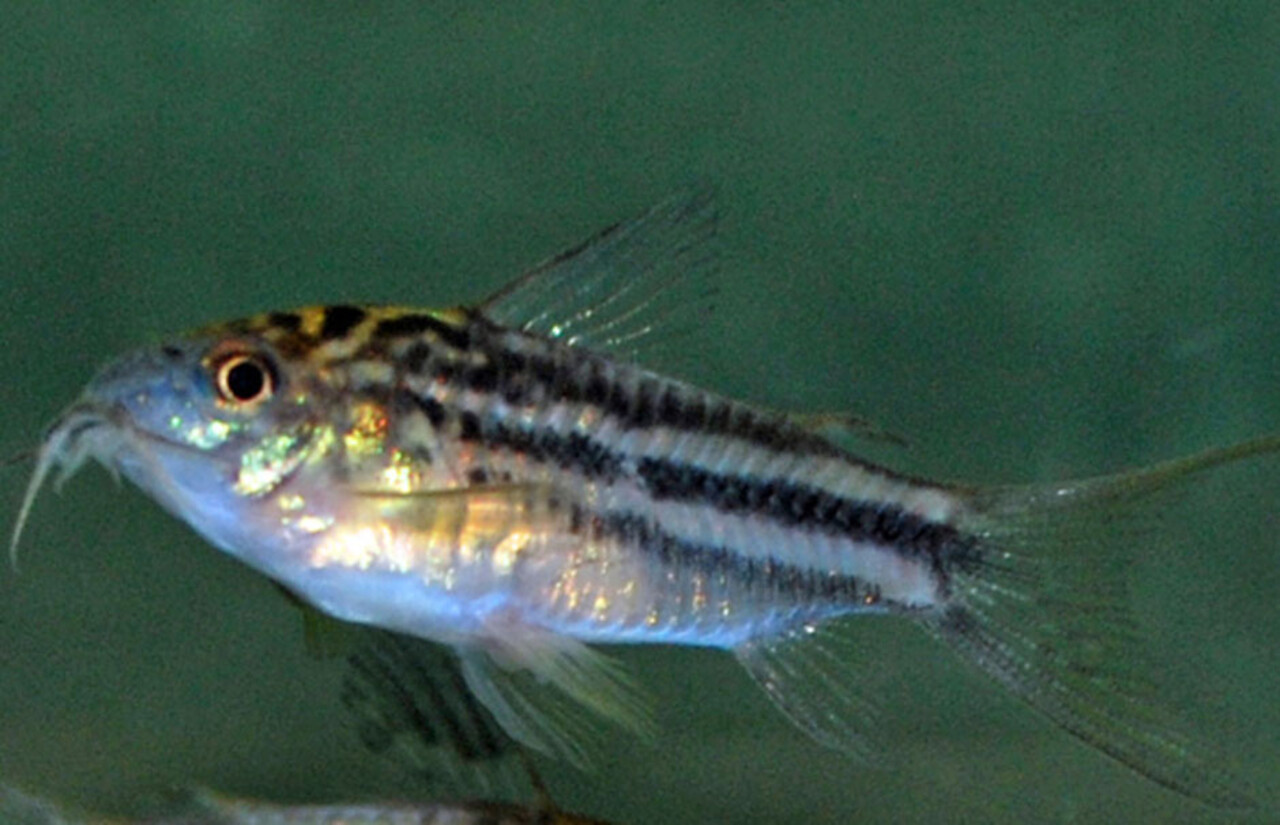 Corydoras Nanus