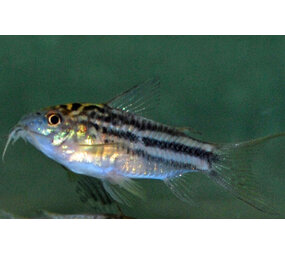 Corydoras Nanus