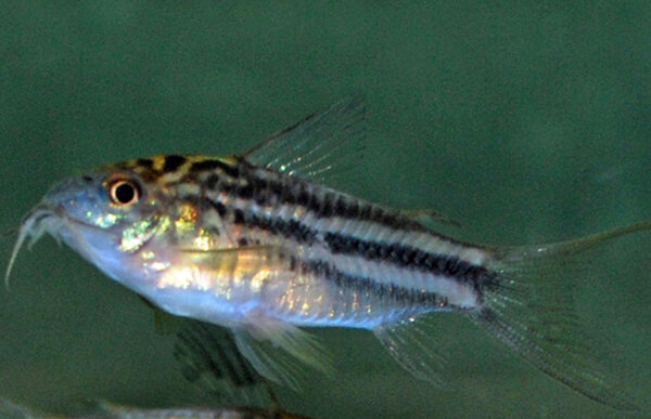 Corydoras Nanus