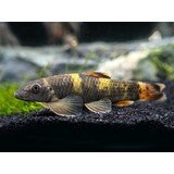 Garra Flavatra Garra Flavatra