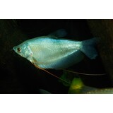 Trigogaster Micorlepsis Trigogaster Micorlepsis