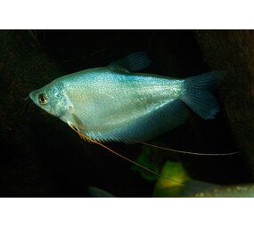 Trigogaster Micorlepsis