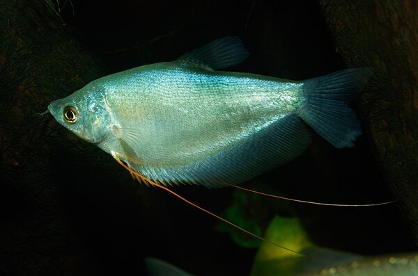 Trigogaster Micorlepsis Trigogaster Micorlepsis