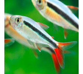 Thayeria Boehlkei Red Fin