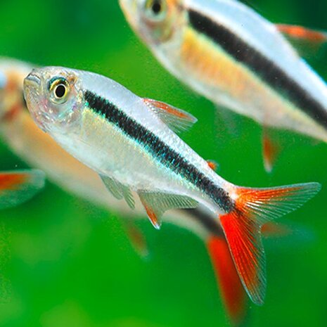 Thayeria Boehlkei Red Fin