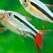 Thayeria Boehlkei Red Fin Thayeria Boehlkei Red Fin