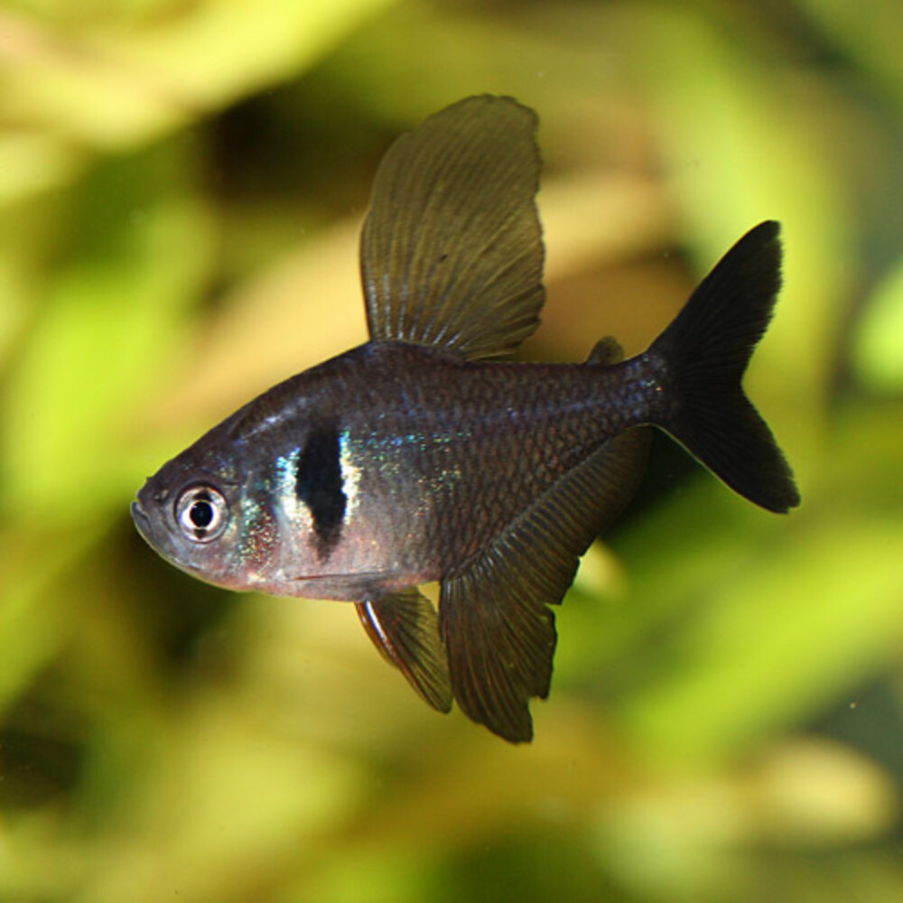 Megalamphodus Sweglesi Megalamphodus Sweglesi