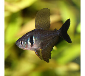 Megalamphodus Sweglesi