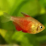 Hypessobrycon  Flammeus Oranje Hypessobrycon  Flammeus Oranje