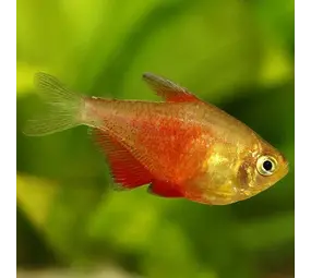 Hypessobrycon  Flammeus Oranje Hypessobrycon  Flammeus Oranje