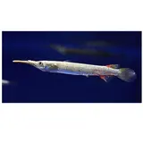 Dermogenys pusillus albino Dermogenys pusillus albino