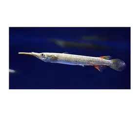 Dermogenys pusillus albino