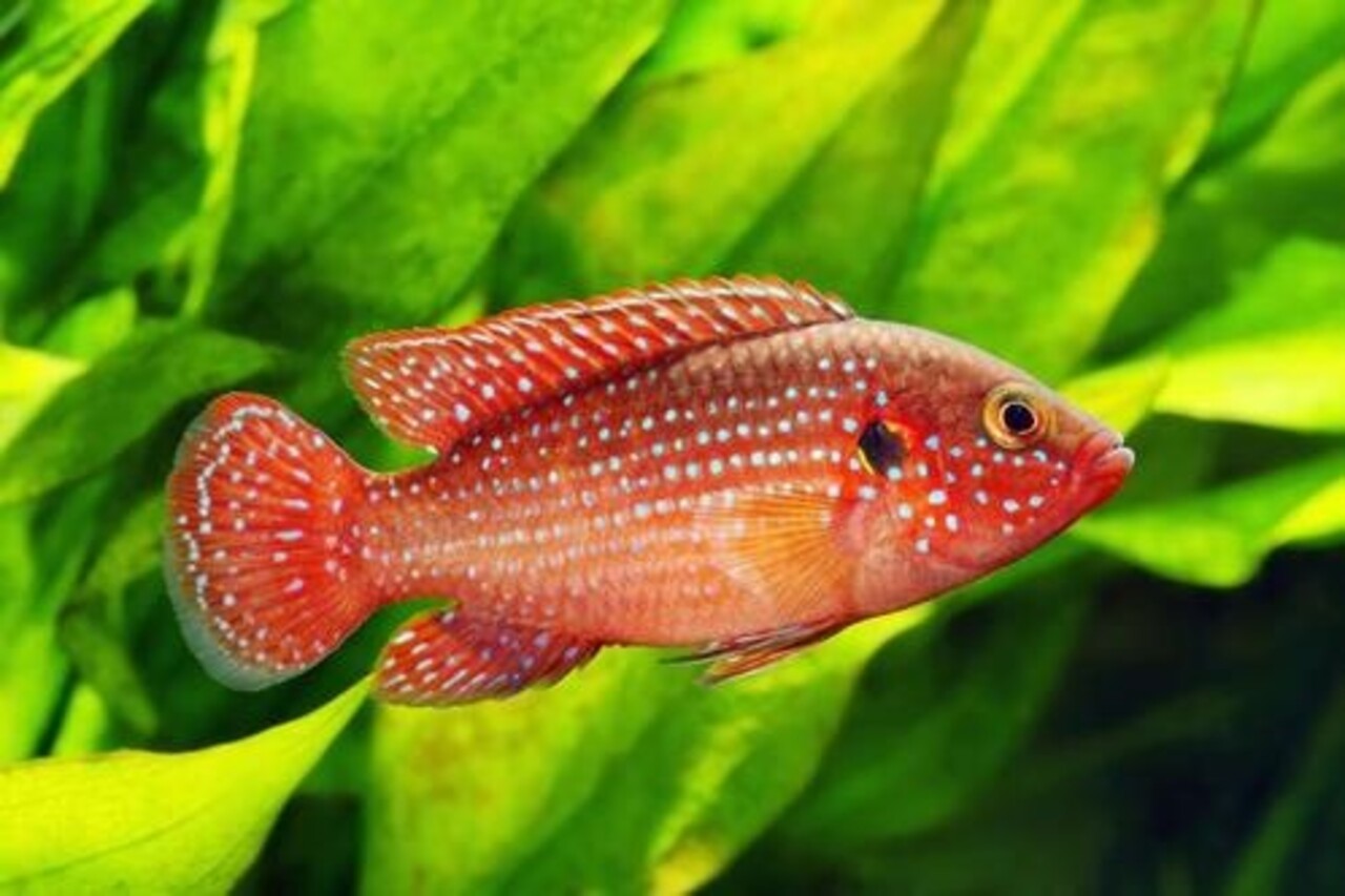 Hemichromis bimaculatus Hemichromis bimaculatus