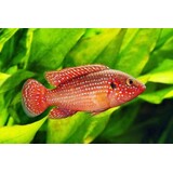 Hemichromis bimaculatus