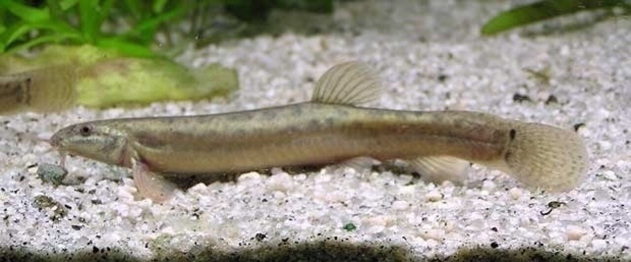 Misgurnus Anguillicaudatus Misgurnus Anguillicaudatus