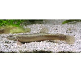 Misgurnus Anguillicaudatus