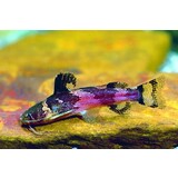 Microglanis Iheringi Microglanis Iheringi