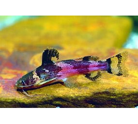 Microglanis Iheringi