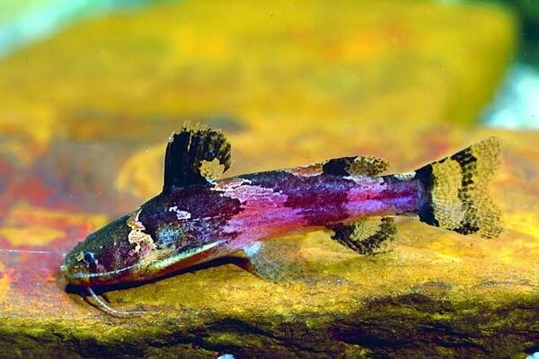 Microglanis Iheringi