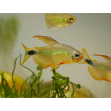 Hypessobrycon  Procyon