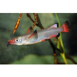 Nomorhampus Liemi Nomorhampus Liemi